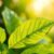 Bakuchiol – skuteczny naturalny zamiennik retinolu w pielęgnacji skóry