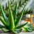 Aloes w kosmetyce – właściwości, zastosowanie i przepisy DIY